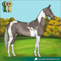 Horse Color:Silver Black Tobiano 