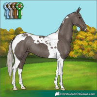 Horse Color:Silver Black Tobiano