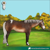 Horse Color:Gray Silver Brown Sabino Appaloosa 