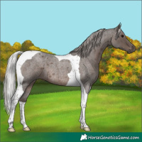 Horse Color:Silver Blue Roan Mushroom Tobiano 