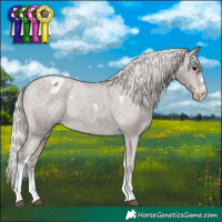 Horse Color:Silver Black Sabino Tobiano Appaloosa 