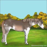 Horse Color:Liver Chestnut Splash 