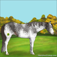 Horse Color:White Spotted Liver Chestnut 