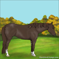 Horse Color:Liver Chestnut Sabino 