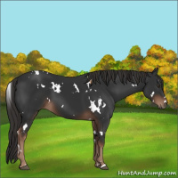 Horse Color:White Spotted Liver Chestnut 