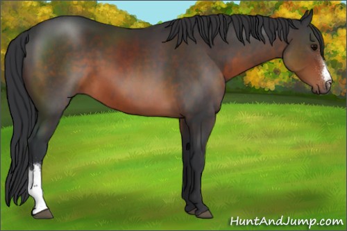 Horse Color:Brown 