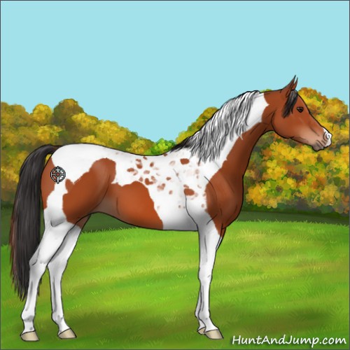 Horse Color:Brown Tobiano