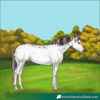 Horse Color:Chocolate Brown Sabino Splash Frame 