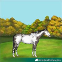 Horse Color:Grullo Frame 