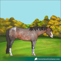 Horse Color:Brown Appaloosa 