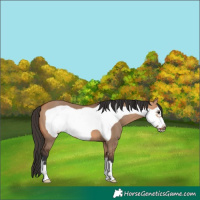 Horse Color:Bay Dun Frame