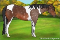 Horse Color:Bay Tobiano