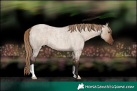 Horse Color:Liver Red Dun Roan 
