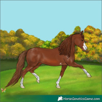 Horse Color:Chestnut 