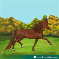 Horse Color:Chestnut 