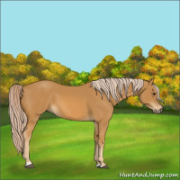 Horse Color:Palomino