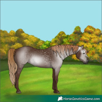 Horse Color:Gray Chestnut 