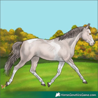 Horse Color:Platinum Bay Pearl Splash Tobiano
