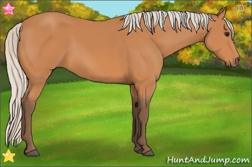 Horse Color:Silver Bay 