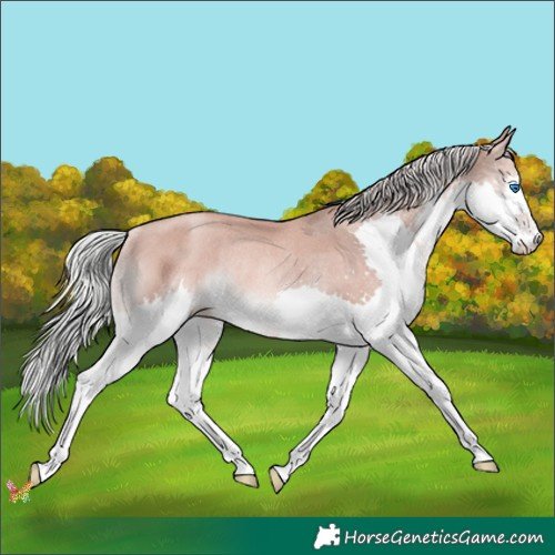 Horse Color:Gold Champagne Mushroom Splash Rabicano 