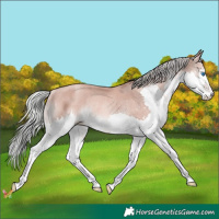 Horse Color:Gold Champagne Mushroom Splash Rabicano 