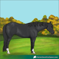 Horse Color:Black 