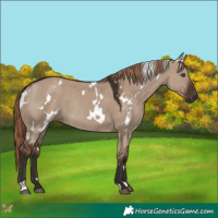 Horse Color:White Spotted Liver Red Dun Rabicano 