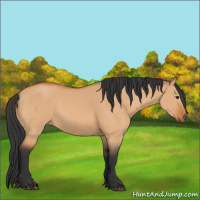 Horse Color:Bay Dun 