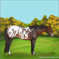 Horse Color:Bay Sabino Appaloosa 