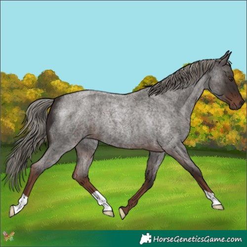Horse Color:Liver Red Roan Mushroom