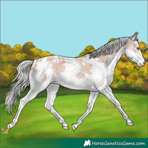 Horse Color:White Spotted Silver Classic Champagne Splash 