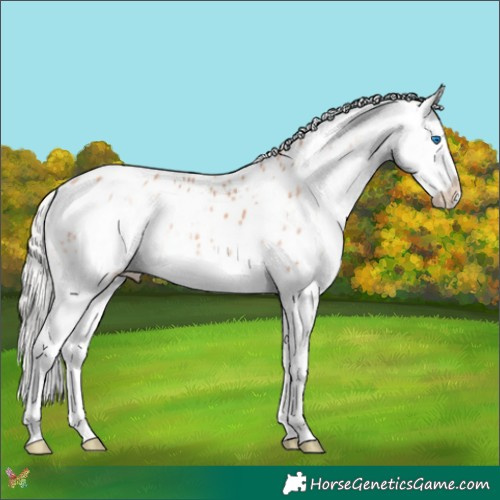 Horse Color:White Spotted Silver Classic Champagne Splash Appaloosa 