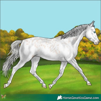 Horse Color:Gold Champagne Mushroom Splash Appaloosa 
