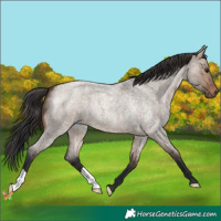 Horse Color:Brown Roan Dun Mushroom