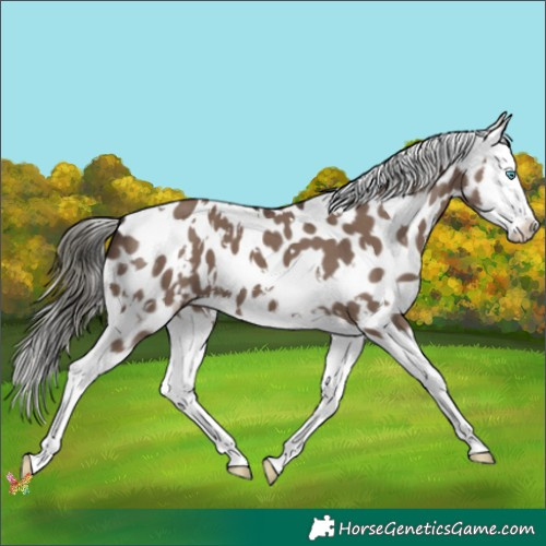 Horse Color:White Spotted Liver Red Dun Mushroom Splash Near Leopard