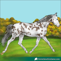 Horse Color:White Spotted Liver Red Dun Mushroom Splash Appaloosa 