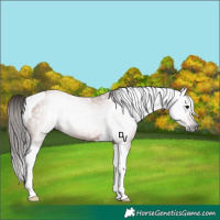 Horse Color:Gray Bay Tobiano Rabicano 