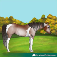 Horse Color:Gray Bay Tobiano Rabicano 