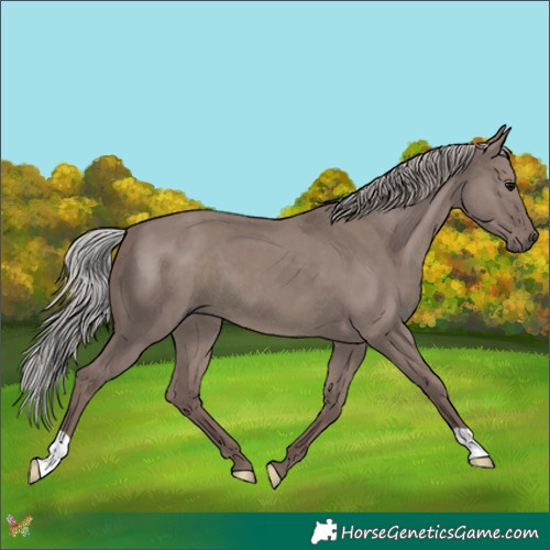 Horse Color:Platinum Chocolate Silver Grullo 