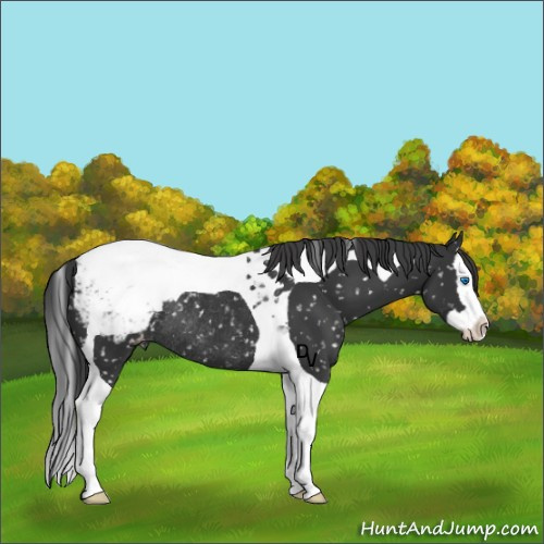 Horse Color:Black Splash Tobiano Snowcap Rabicano