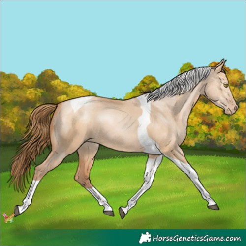 Horse Color:Bay Pearl Dun Tobiano 