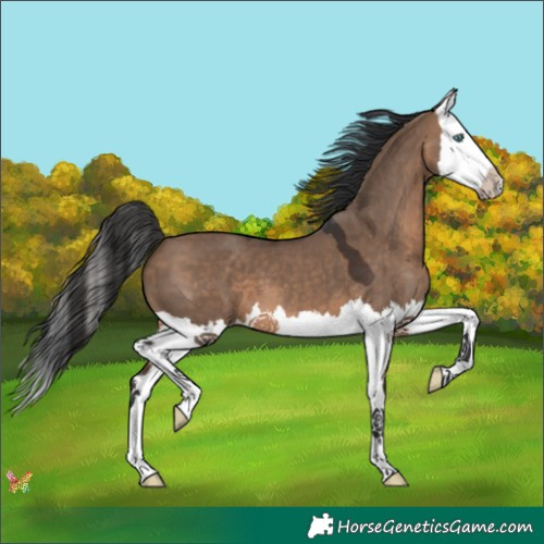 Horse Color:Brown Dun Splash 