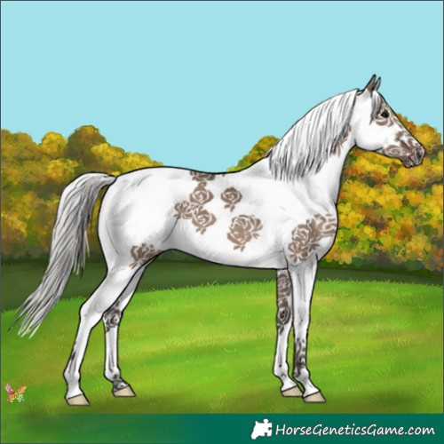 Horse Color:Silver Grullo Splash 