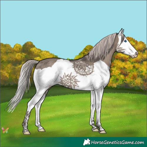 Horse Color:Silver Grullo Splash 