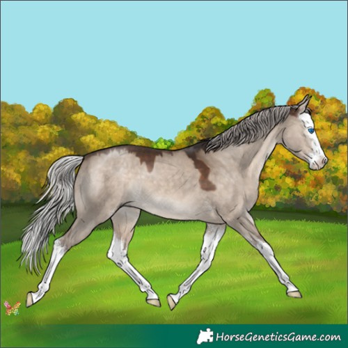 Horse Color:Silver Brown Dun Sabino Splash 