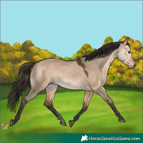 Horse Color:Bay Dun 