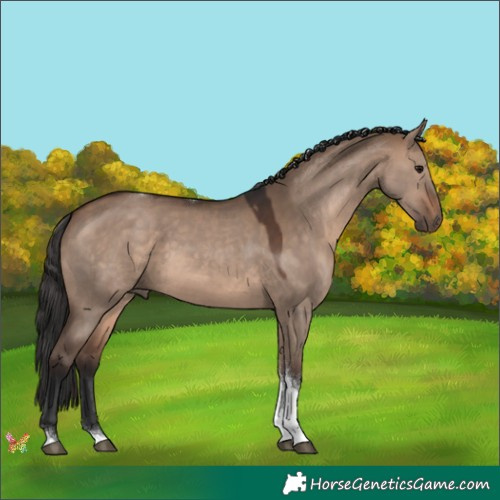 Horse Color:Brown Dun Tobiano 