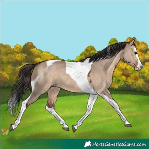 Horse Color:Brown Dun Splash Tobiano 