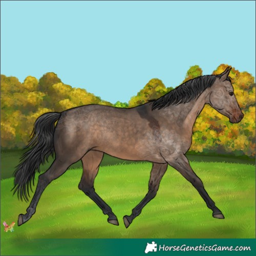 Horse Color:Brown Dun 