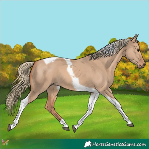 Horse Color:Red Dun Mushroom Tobiano 